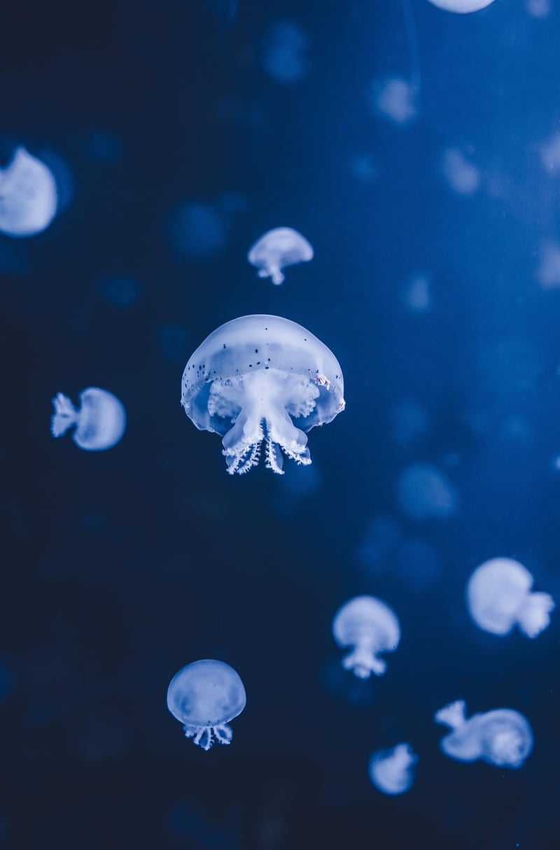 Underwater Excursions