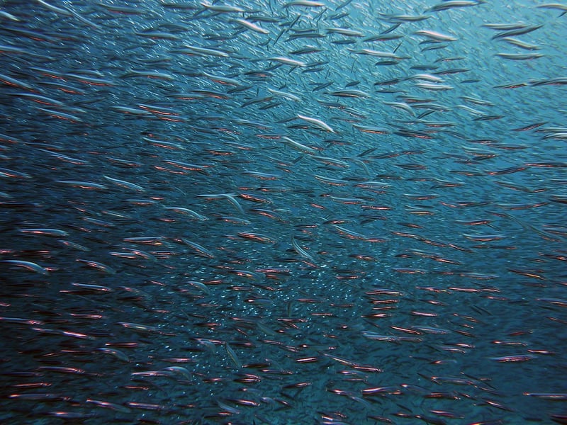 Underwater Excursion