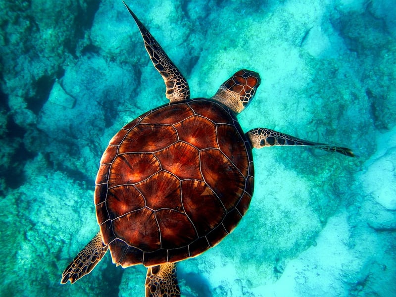 Underwater Treasure